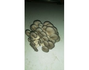 長期大量供應新鮮食用菌（如：姬菇） 