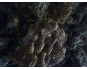 滑子菇干品出口級(jí)