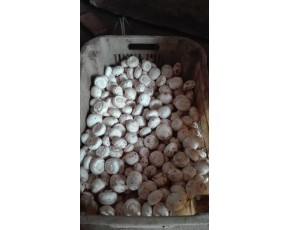 雙孢菇 日供應5噸左右 歡迎收購商前來考察