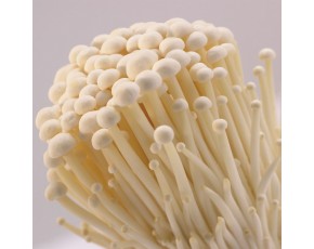 金針菇生產原料甘蔗渣