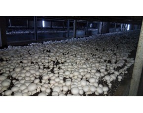 雙孢菇二次發酵料