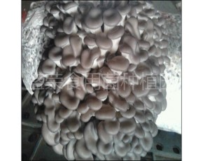 低價大量促銷新鮮優質秀珍菇美味煲湯專用健康綠色