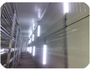 >5年壽命，3年質(zhì)保，高品質(zhì)產(chǎn)品，志誠-LED食用菌菇房照明系統(tǒng)規(guī)劃師