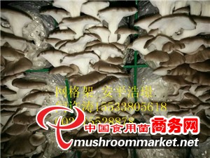出菇網格