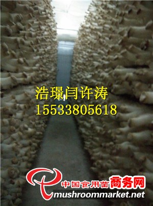杏鮑菇網格