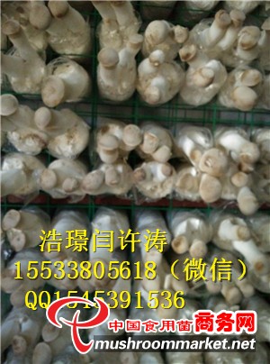 杏鮑菇出菇網格片