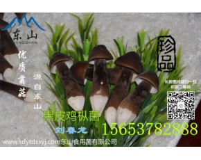 青頭菌 黑皮雞樅菌優質食材有機綠色產品	