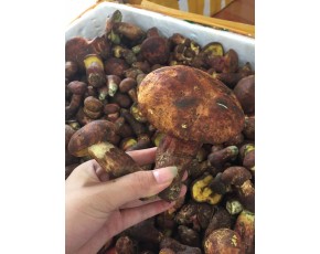 西藏野生菌批發_食用菌批發|牛肝菌鮮貨批發|松茸鮮貨批發