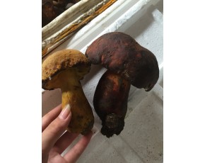 成都野生牛肝菌供應商|成都野生菌松茸松露|羊肚牛肝菌批發零售