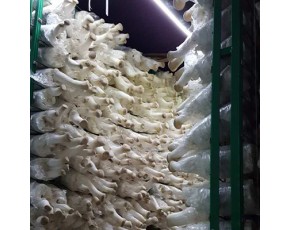 發(fā)酵甘蔗渣，菌類栽培基質甘蔗渣、無農(nóng)藥殘留保水性好
