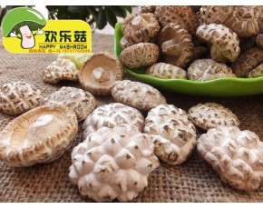 西峽歡樂菇3-4cm頂級(jí)白花菇