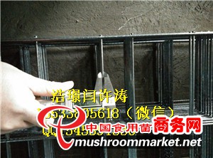 蘑菇網片