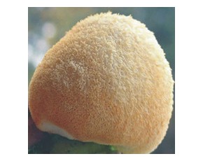 藏嶺蓯珍全國(guó)供應(yīng)優(yōu)質(zhì)猴頭菇