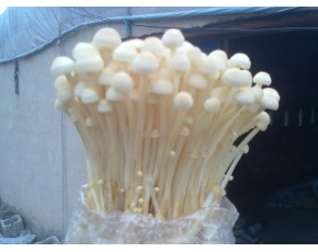金針菇菌種、菌棒、原種、母種、菌包