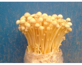 金針菇菌種、菌棒、原種、母種、菌包