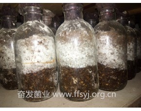 平菇原種 平菇二級菌種 平菇菌種 食用菌平菇菌種