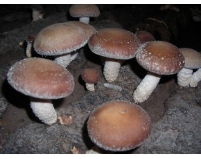 高溫香菇良種