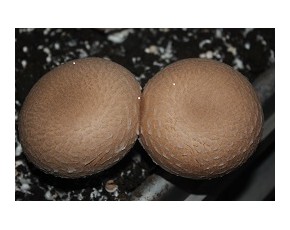 褐蘑菇鮮品，干片