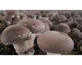 215香菇出菇圖