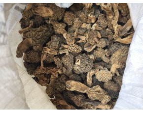 供應純野生羊肚菌-產(chǎn)地 山東省臨沂市蒙陰縣13869988984