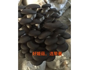 好姬菇，選榮善
