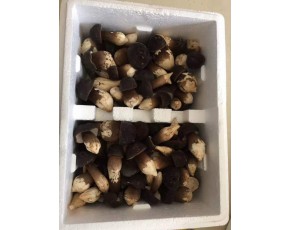 雞樅菌