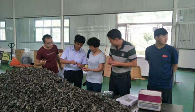 甘肅：省農牧廳領導考察康縣興源土特產公司食用菌及其他農產品情況