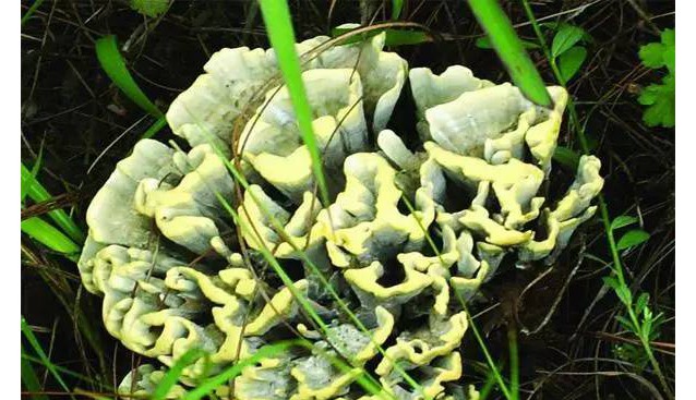 云南十大知名野生菌！你吃過幾種？