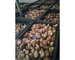 湖北地區供應鮮香菇花菇廠家批發供應