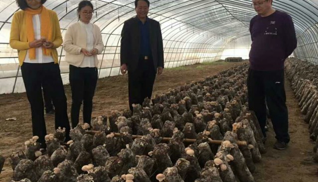 河南：文晴博士調研世紀香工廠化生產基地和食用菌產業扶貧基地