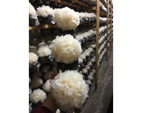 特級銀耳，各種菌類，長期供應 15060210502