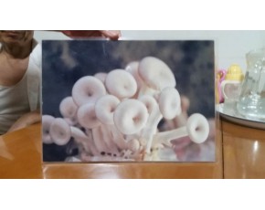 新品種【皖夏1號】超耐高溫黑平菇菌種原種栽培種批發合作