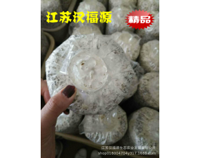 黑皮雞樅菌包，好品質、高產量、大收獲