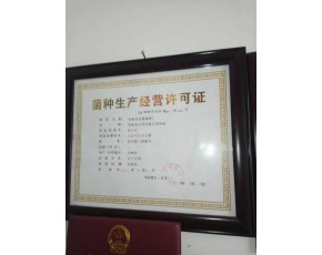 反季節香菇菌種