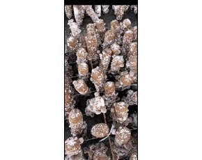 長期大量供應各等級香菇鮮品