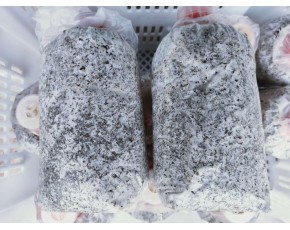秀珍菇、平菇栽培種