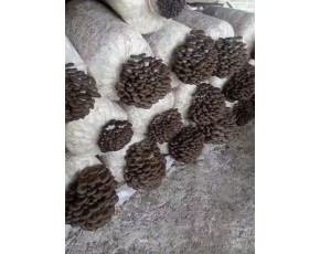 廣溫優質平菇菌種/木簽菌種
