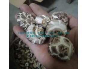 櫟木花菇