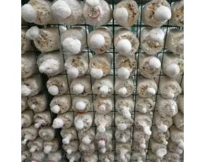 河南省食用菌出菇架 現代化大棚蘑菇出菇架 蘑菇出菇綠色網格