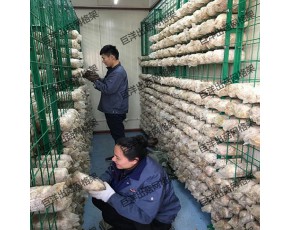 隨著食用菌產(chǎn)業(yè)的發(fā)展，逐步暴露出由于食用菌生產(chǎn)方式落后對我國食用菌產(chǎn)業(yè)發(fā)展帶來的阻礙。 以前大多數(shù)農(nóng)戶手工作坊式，生產(chǎn)設(shè)施簡陋，規(guī)模小，勞動生產(chǎn)率低，產(chǎn)量不高，是一種資源浪費(fèi)的生產(chǎn)方式。 多年來，巨洋