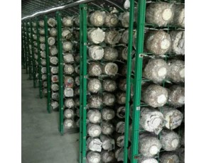 工廠化出菇房網架生產廠家 定制各種規格蘑菇網片 現代化大棚出菇架