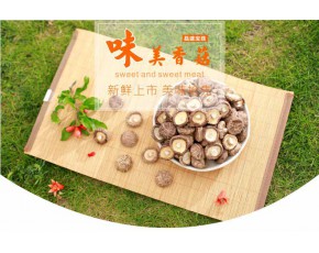 干香菇批發 優質干香菇大花菇批發