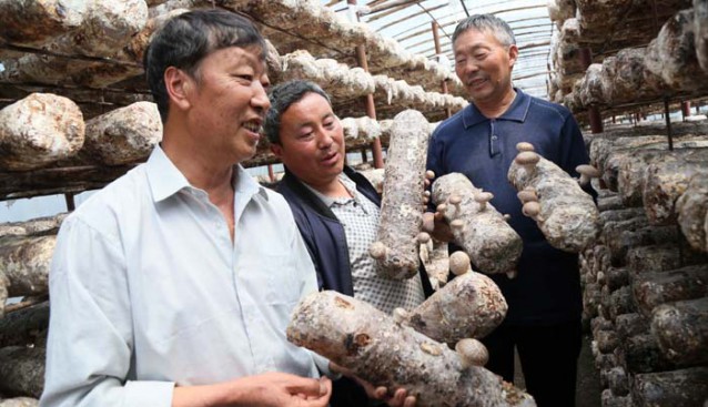 河南汝陽：小香菇撐起致富大產業