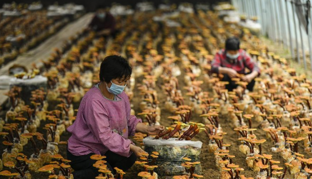 山東：食用菌產業成農民致富“助推器”