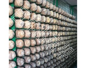 養殖專用蘑菇架 蘑菇培養房網架 秀珍菇網格架