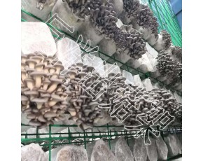 大棚食用菌培養架 養殖專用蘑菇架廠家 食用菌鐵絲網格架