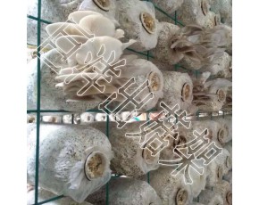 高溫滅菌車 包塑出菇房網架 專業定制蘑菇出菇網格架