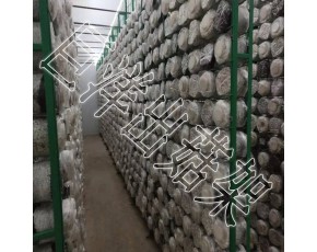 綠色包塑食用菌網格架 蘑菇種植架廠家 食用菌出菇層架