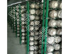專業定時食用菌出菇架 金針菇養殖架 食用菌培菌架生產廠家