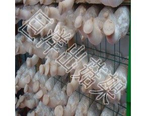 廠家出售食用菌栽培架 養(yǎng)殖蘑菇網架 出菇房菌類養(yǎng)殖網格